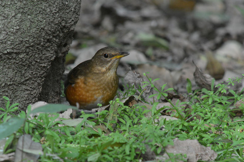 DSC_3110.jpg