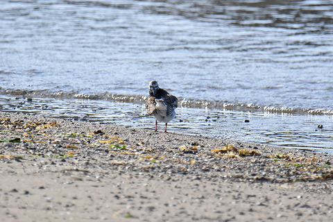 DSC_3125.jpg