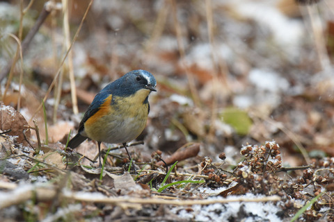 DSC_3133.jpg