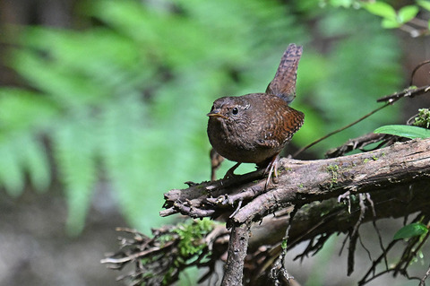 DSC_3147.jpg