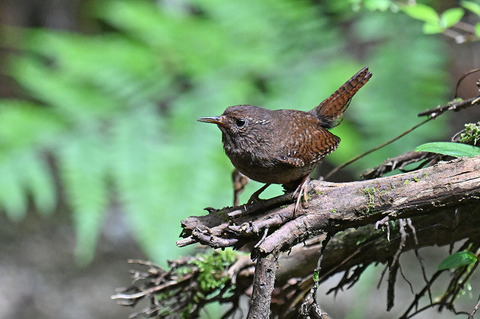 DSC_3158.jpg