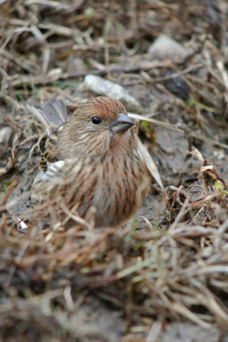 DSC_3186.jpg