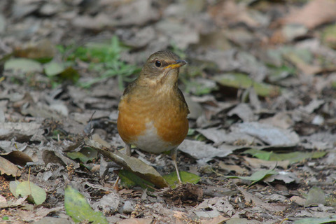 DSC_3207.jpg
