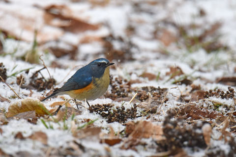DSC_3212.jpg