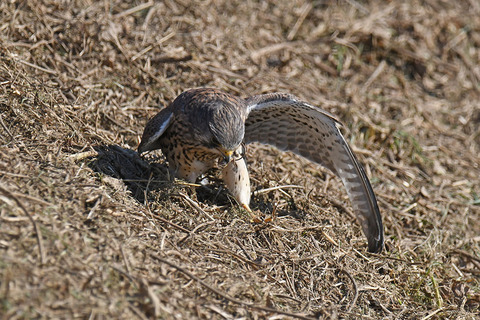 DSC_3213.jpg