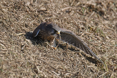 DSC_3227.jpg