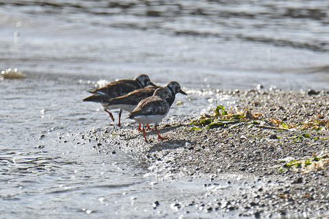 DSC_3227.jpg