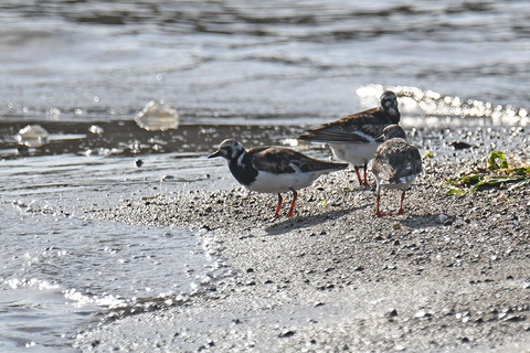 DSC_3234.jpg
