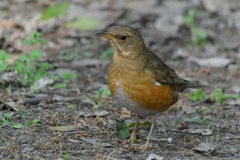 DSC_3235.jpg