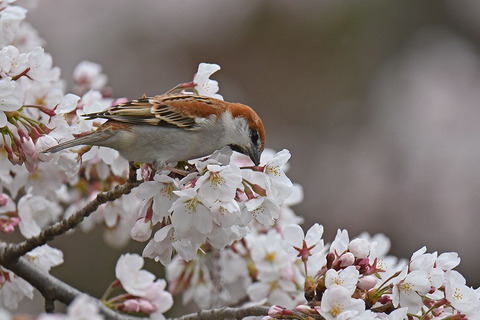 DSC_3242.jpg