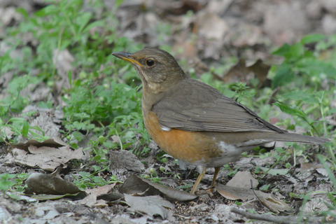 DSC_3243.jpg