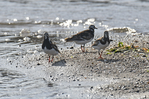 DSC_3247.jpg
