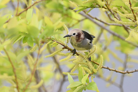 DSC_3250.jpg