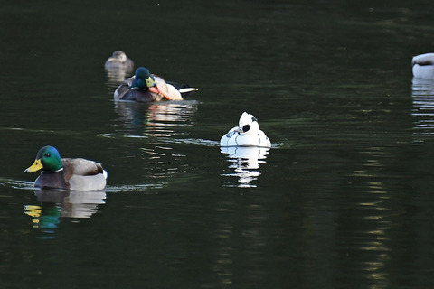 DSC_3251.jpg