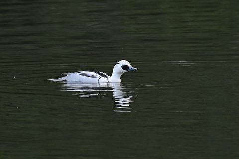DSC_3270.jpg