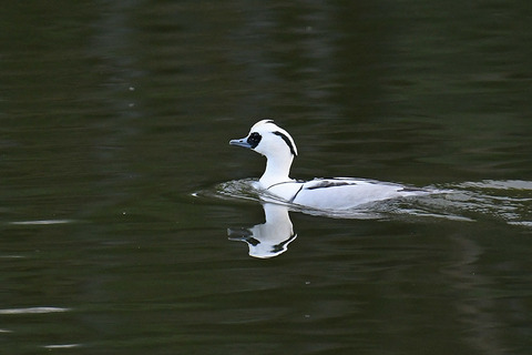 DSC_3275.jpg