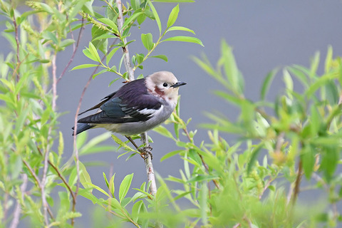 DSC_3286.jpg