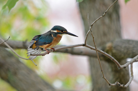 DSC_3305.jpg