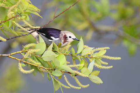 DSC_3345.jpg