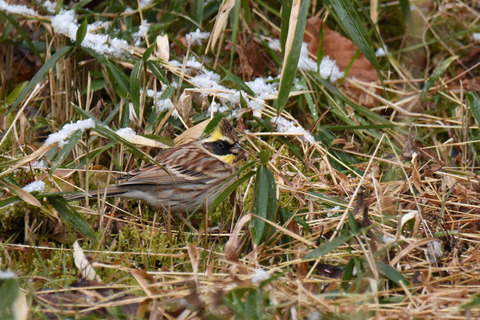 DSC_3346a.jpg