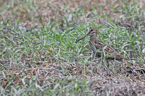 DSC_3351.jpg