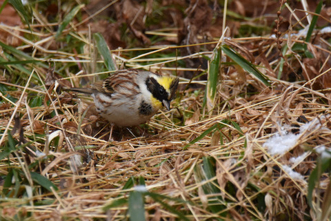 DSC_3366.jpg