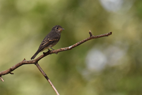 DSC_3376.jpg