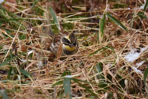 DSC_3378.jpg