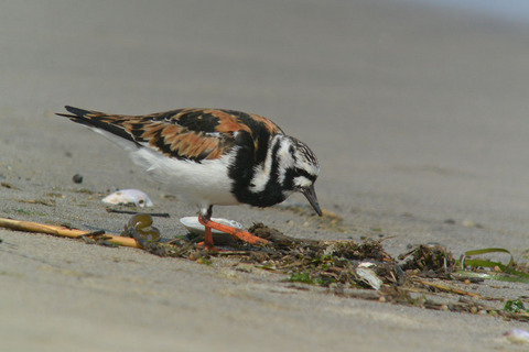 DSC_3389.jpg