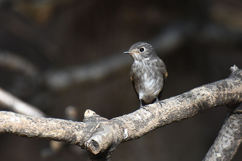 DSC_3401.jpg