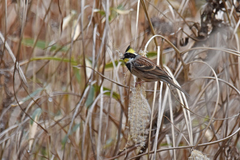 DSC_3408a.jpg