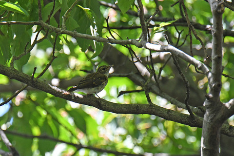 DSC_3433.jpg