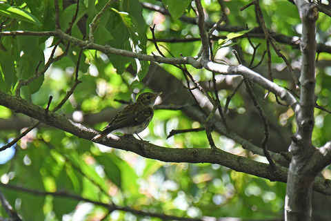 DSC_3436.jpg