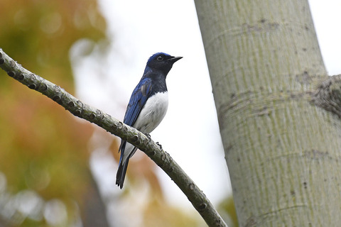 DSC_3441.jpg