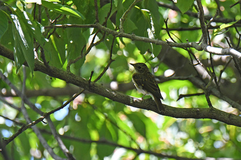 DSC_3441.jpg