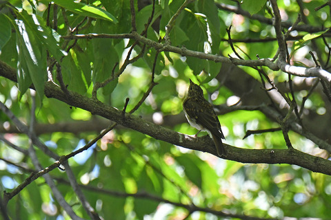 DSC_3445.jpg