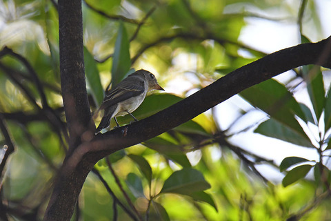 DSC_3466.jpg
