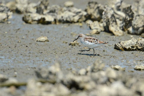 DSC_3470.jpg