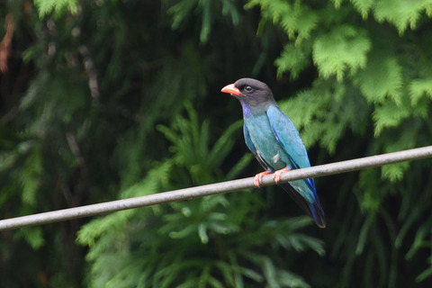 DSC_3502.jpg
