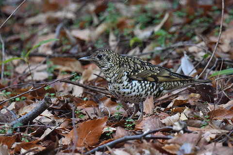 DSC_3521.jpg
