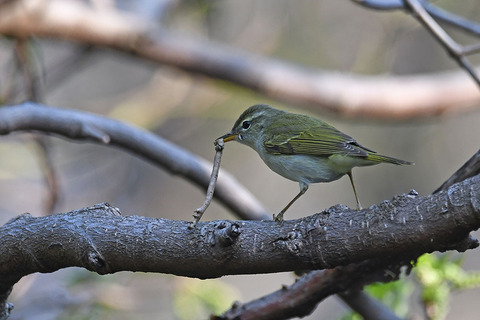DSC_3534.jpg