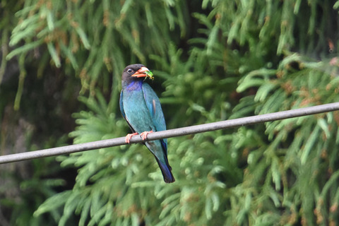 DSC_3540.jpg
