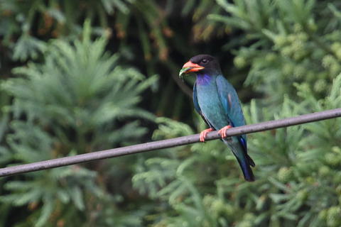 DSC_3556.jpg