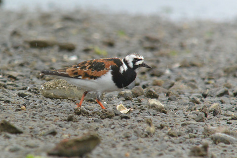 DSC_3583.jpg