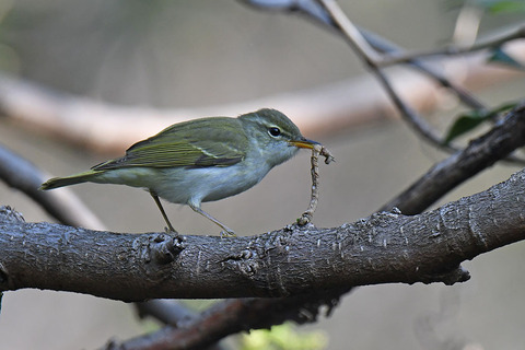 DSC_3585.jpg