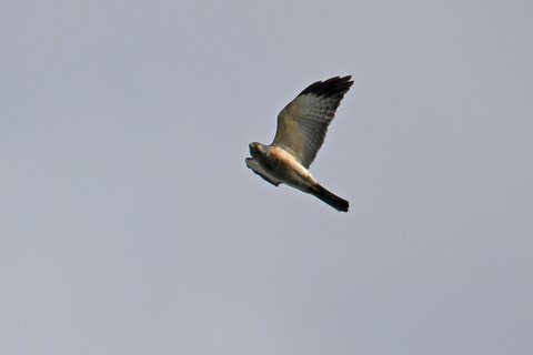 DSC_3590.jpg