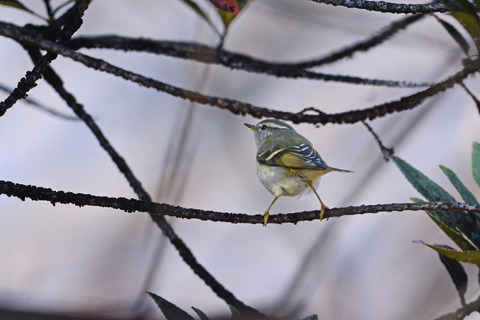 DSC_3604.jpg