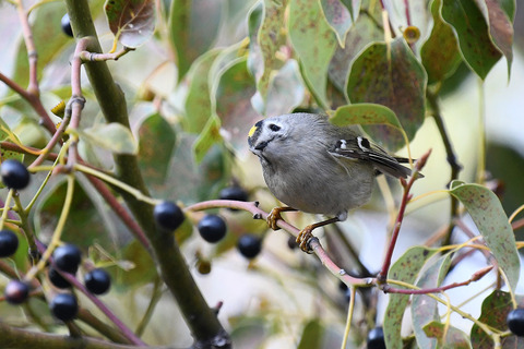 DSC_3605.jpg