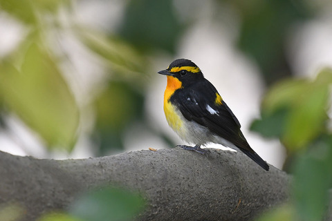 DSC_3627.jpg