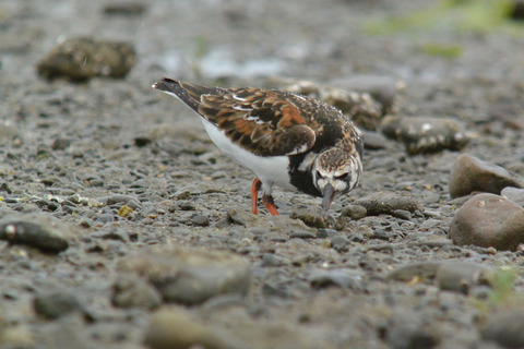 DSC_3649.jpg